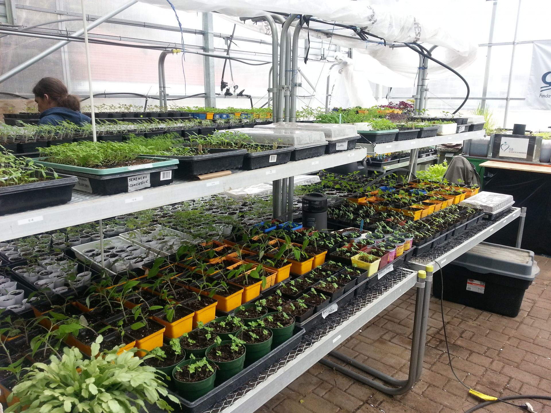 Vente de plants